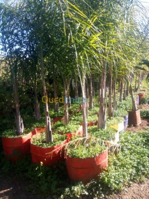 تهيئة المساحات  الخظراء