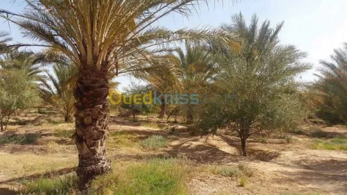 Vente Terrain Agricole Biskra Oumache