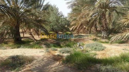 Vente Terrain Agricole Biskra Oumache