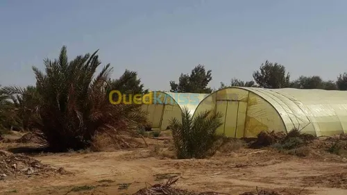 Vente Terrain Agricole Biskra Oumache