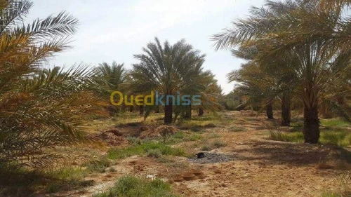Vente Terrain Agricole Biskra Oumache