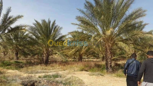 Vente Terrain Agricole Biskra Oumache