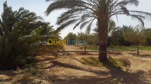 Vente Terrain Agricole Biskra Oumache