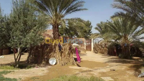 Vente Terrain Agricole Biskra Oumache