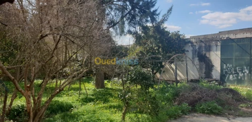 Vente Villa Alger Tessala el merdja