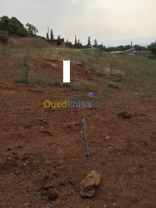 Vente Terrain Tlemcen Beni mester