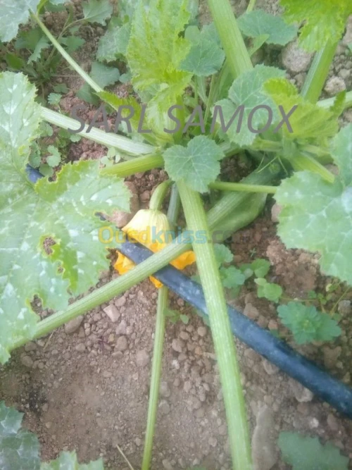 Serres Avicoles et agricoles