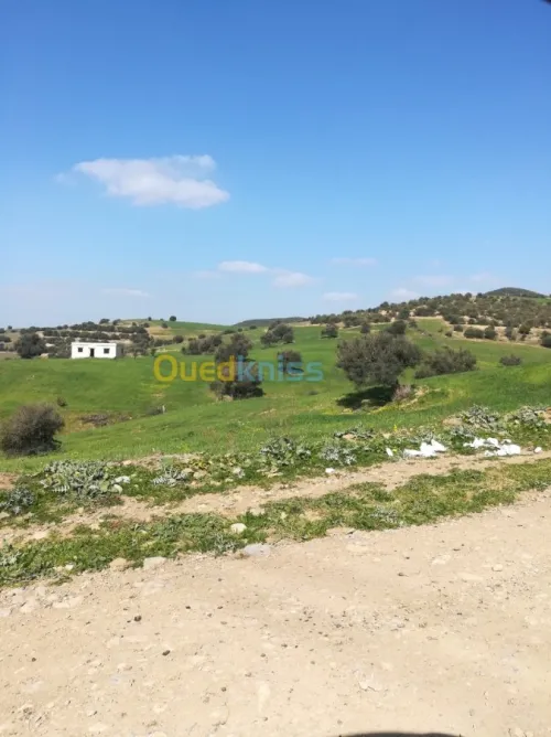 Vente Terrain Blida El affroun