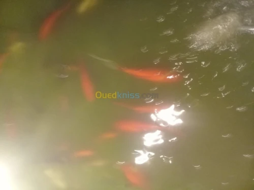 Etudes projets aquacole