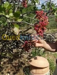 Arbres pistachier 