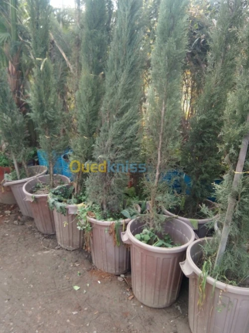 Amenagement Entretien Espace Vert