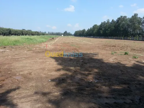 Vente Terrain Alger Ouled chebel