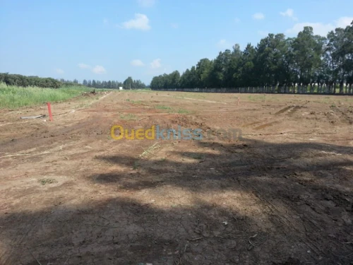 Vente Terrain Alger Ouled chebel