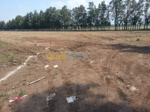 Vente Terrain Alger Ouled chebel