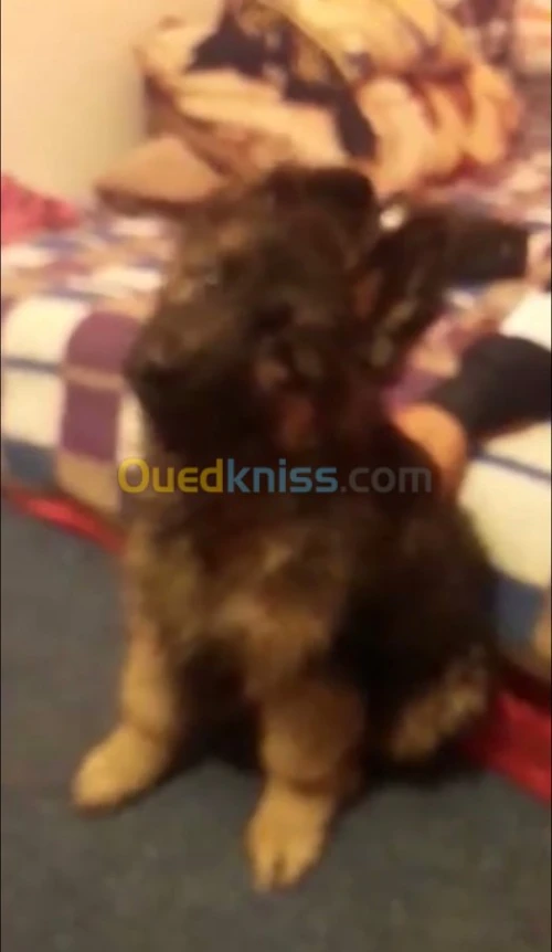 berger allemand poil long