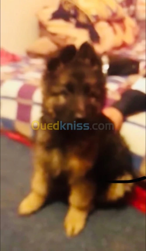 berger allemand poil long