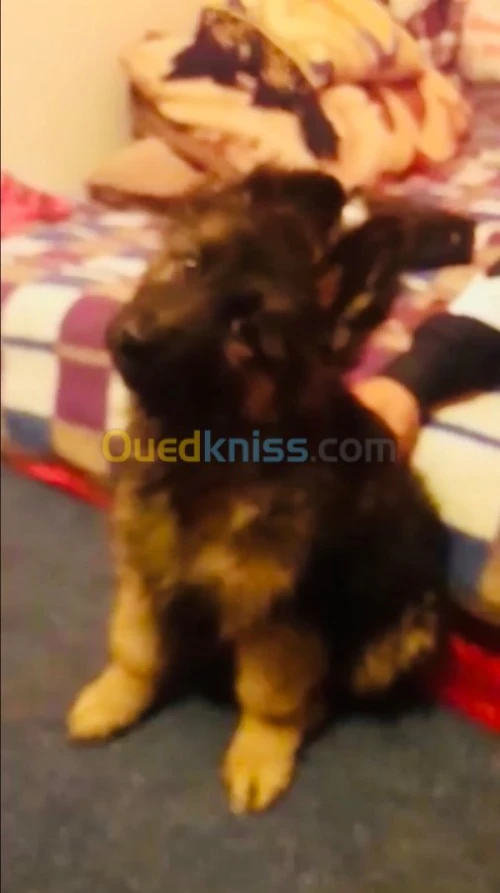 berger allemand poil long