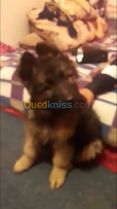berger allemand poil long
