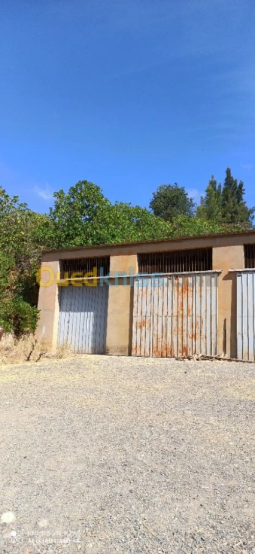 Vente Terrain Medea Medea