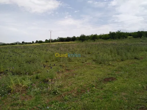 Vente Terrain Blida El affroun