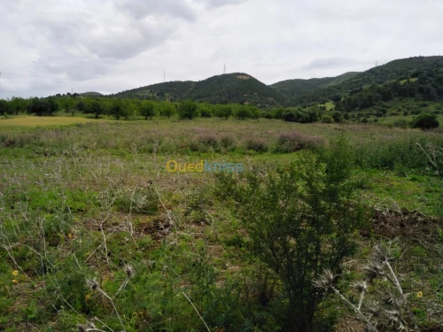 Vente Terrain Blida El affroun
