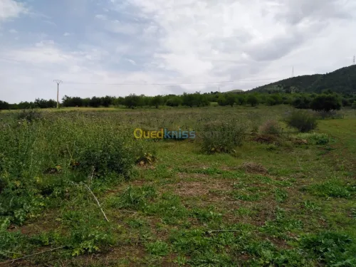 Vente Terrain Blida El affroun