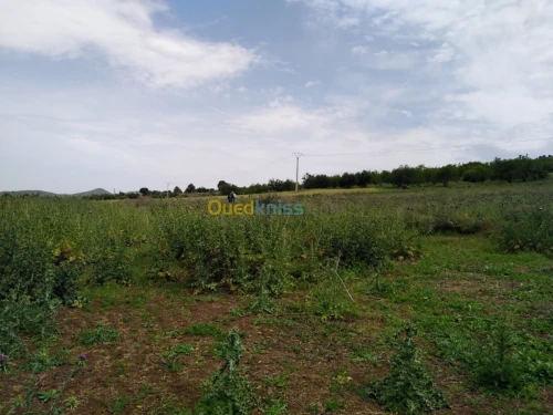 Vente Terrain Blida El affroun