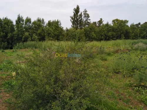 Vente Terrain Blida El affroun