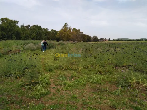 Vente Terrain Blida El affroun