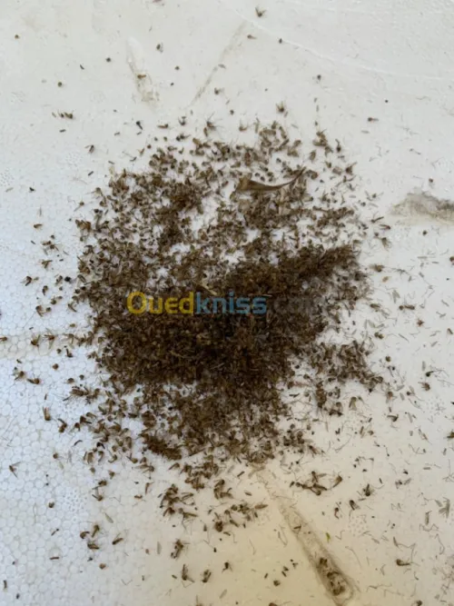 Anti moustique . Efficaces 