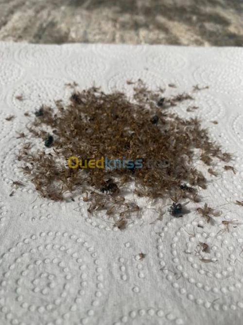 Anti moustique . Efficaces 