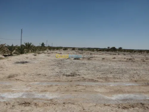 Vente Terrain Agricole Biskra Ourlala