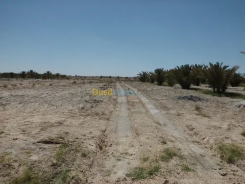 Vente Terrain Agricole Biskra Ourlala