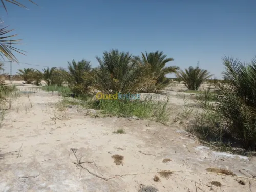 Vente Terrain Agricole Biskra Ourlala