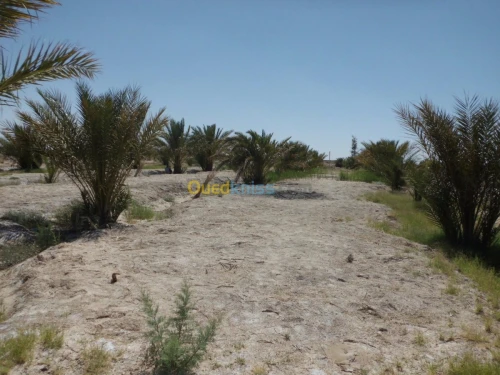 Vente Terrain Agricole Biskra Ourlala