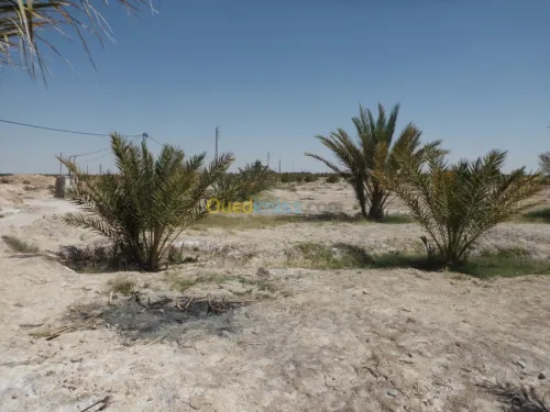 Vente Terrain Agricole Biskra Ourlala