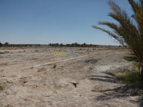 Vente Terrain Agricole Biskra Ourlala