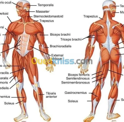 Acupuncture Hernie Discale & Cervical 