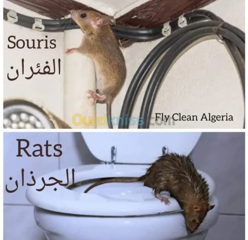 DERATISATION DESINSECT & DÉSINFECTION