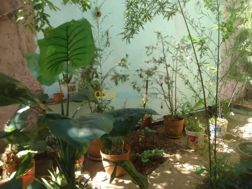 Vente Villa Tipaza Chaiba