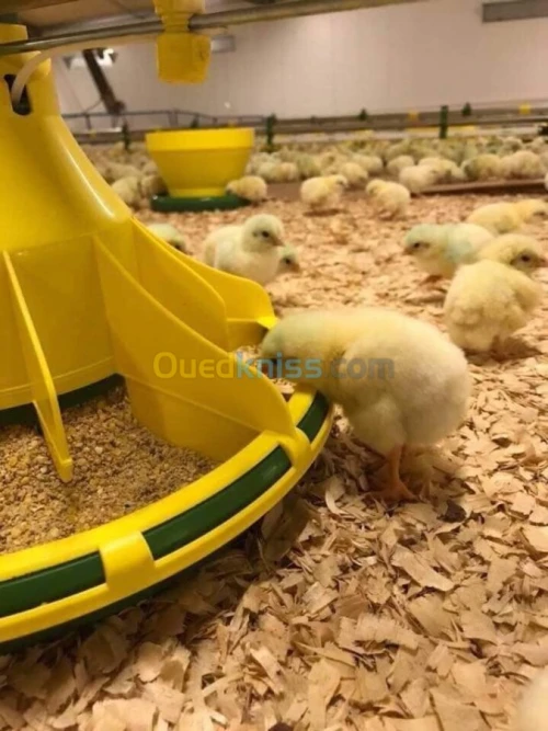 بيع وتركيب بيوت لتربية الدواجن