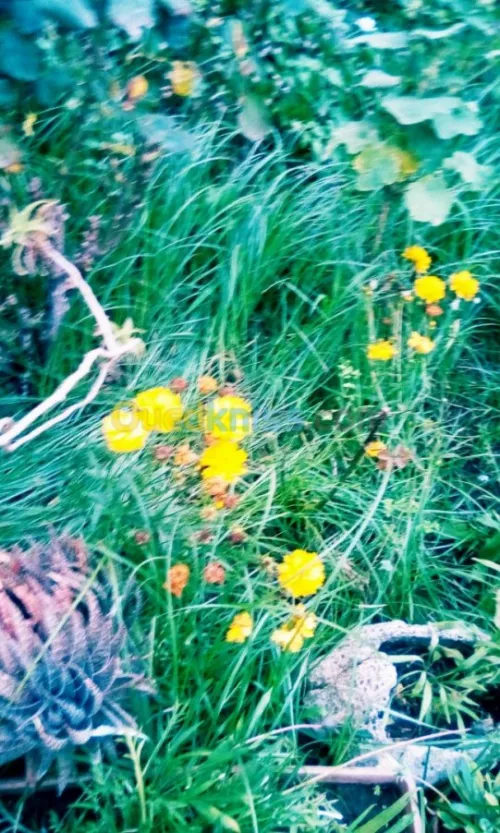 Jardin