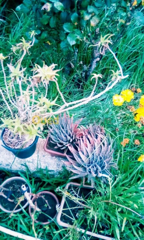 Jardin