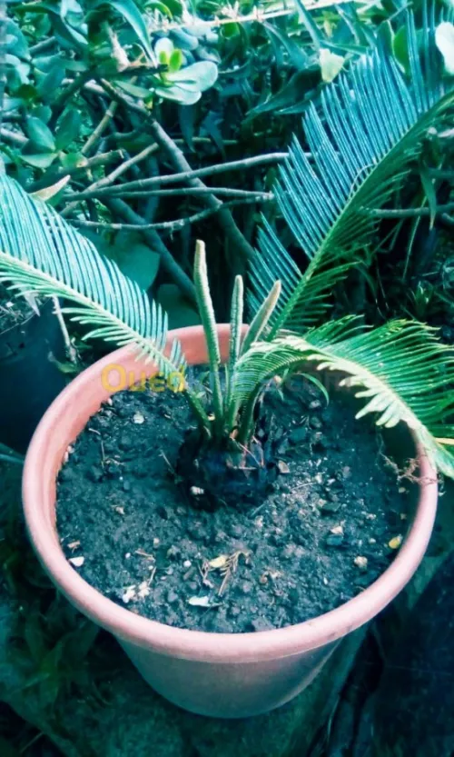 Jardin