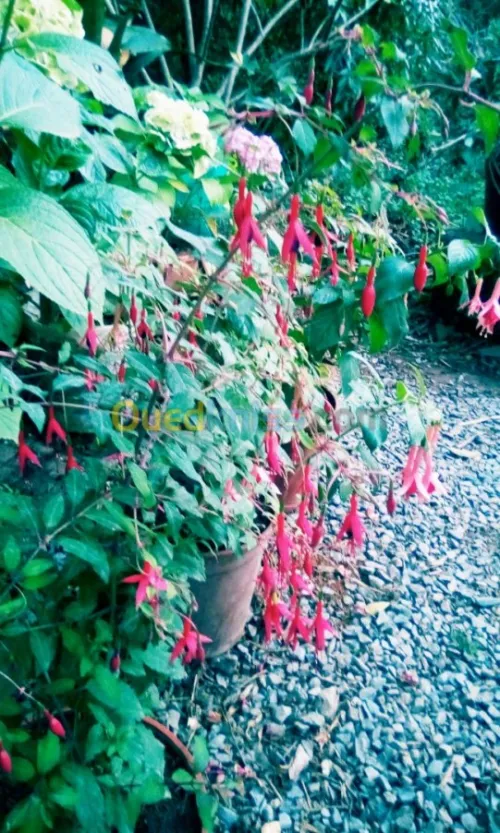Jardin