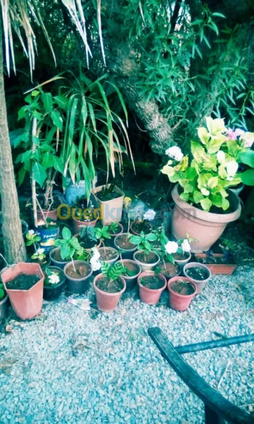 Jardin