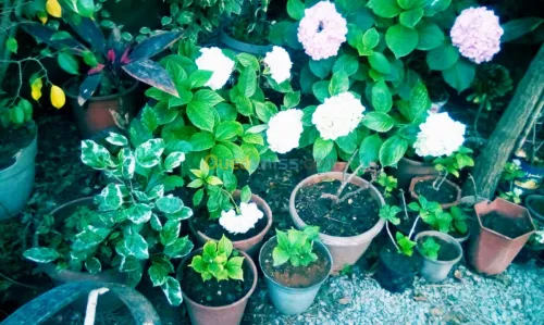 Jardin