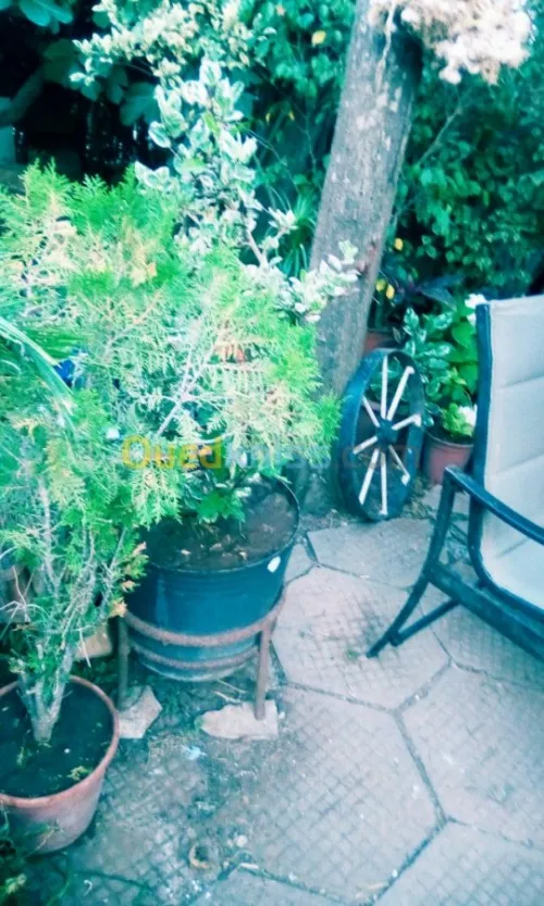 Jardin
