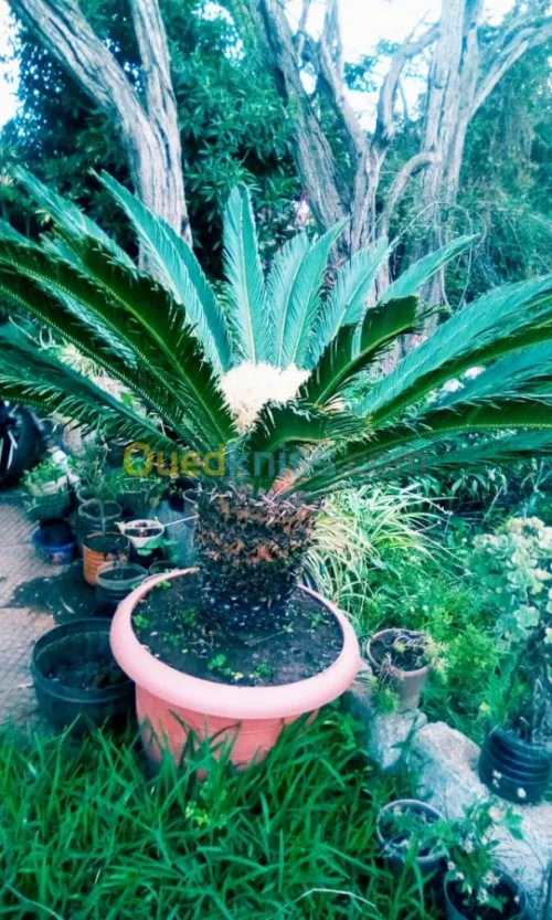Jardin