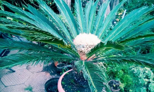 Jardin